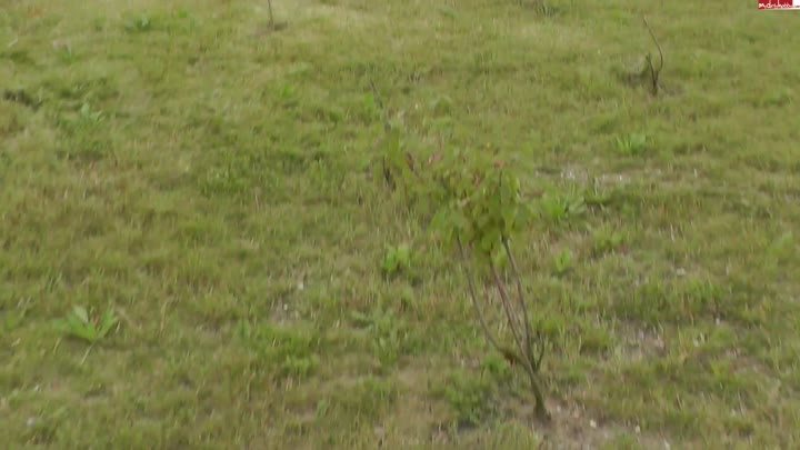 Lilly-Loveshot – Peinlich – Man konnte uns sehen