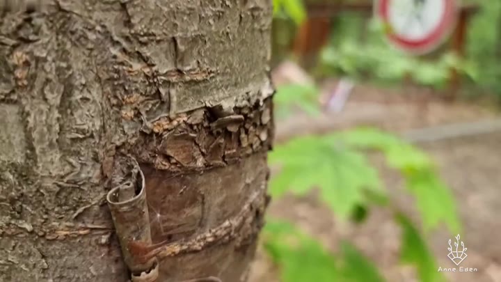 Anne-Eden – VULVINA im Freien verwöhnt UNCUT vom VOYEUR gefilmt