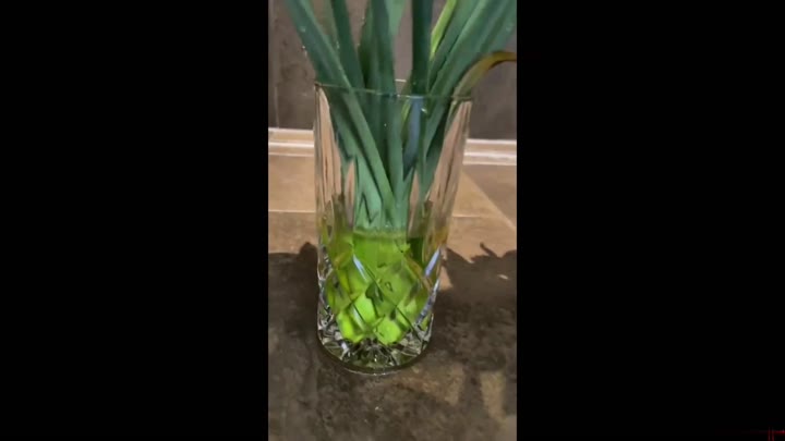 german_girl – Tulpenzeit ist Pisszeit