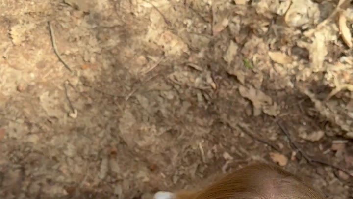 Emma_W0lf – Spontanes OUTDOOR-FICKTREFFEN – Notgeile Schlampe durch den ganzen Wald gefickt