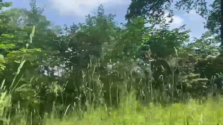 B!bixxx – SAFTIGER QUICKY im Gebüsch