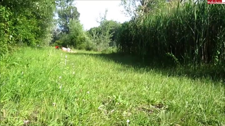 students4cash – Schweinerei am Badeteich